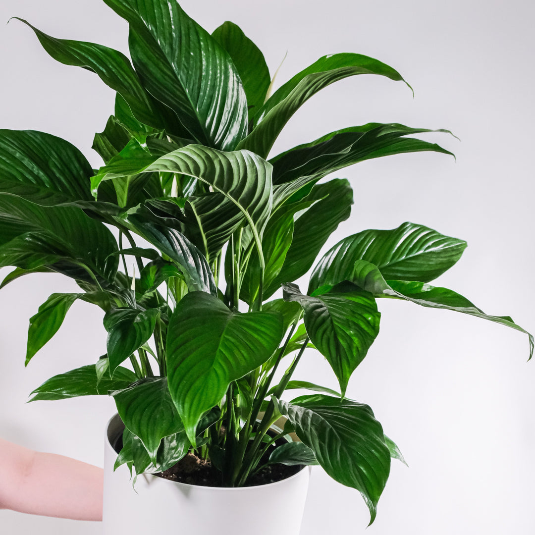 How to Care For a Peace Lily | Spathiphyllum